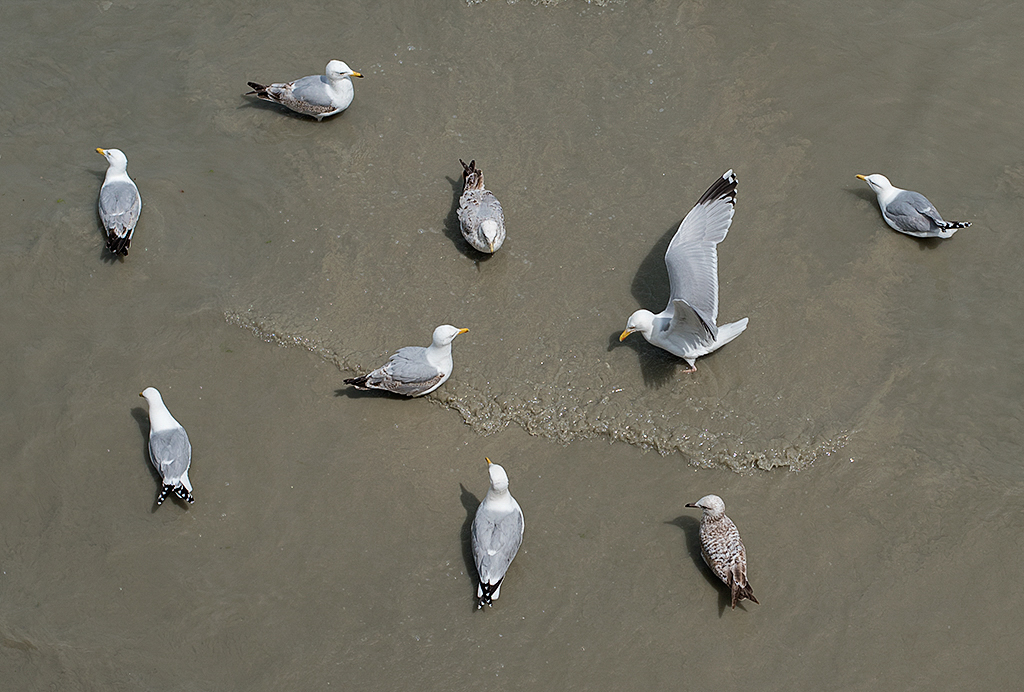 Normandie 05 - 2016_KA79037-1 Kopie.jpg - Ein Gruppenfoto